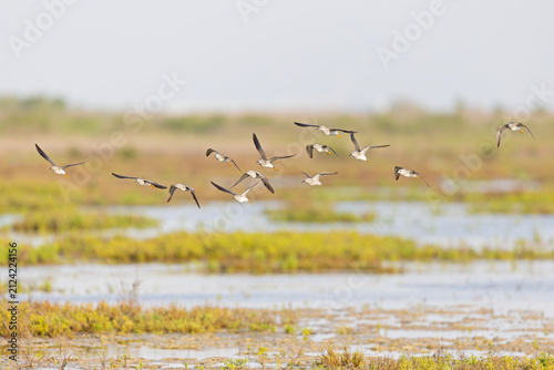 Group of greater yellowlegs (Tringa melanoleuca) in flight.