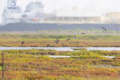 Group of greater yellowlegs (Tringa melanoleuca) in flight.
