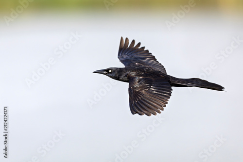 Great-tailed grackle (Quiscalus mexicanus) in flight