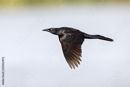 Great-tailed grackle (Quiscalus mexicanus) in flight