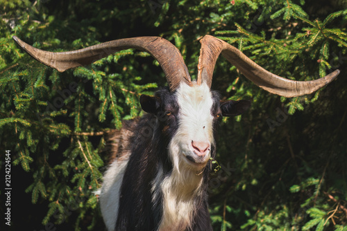 goat on a mountain meadow at a summer day