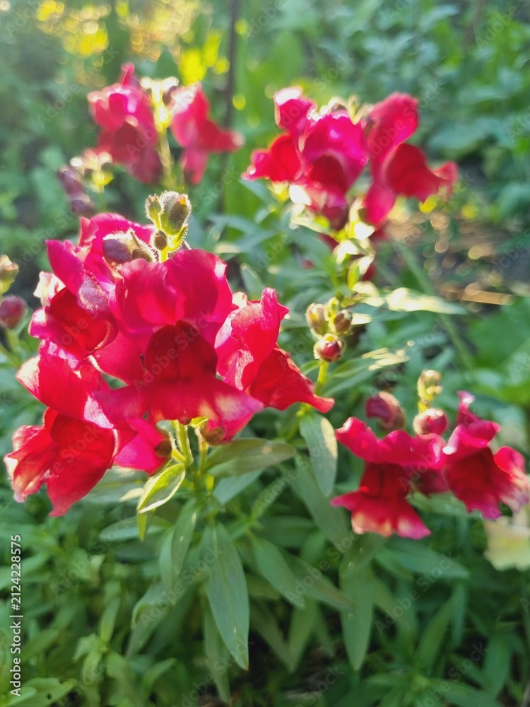 Obraz premium brightly colored blooming snapdragon flowers Antirrhinum
