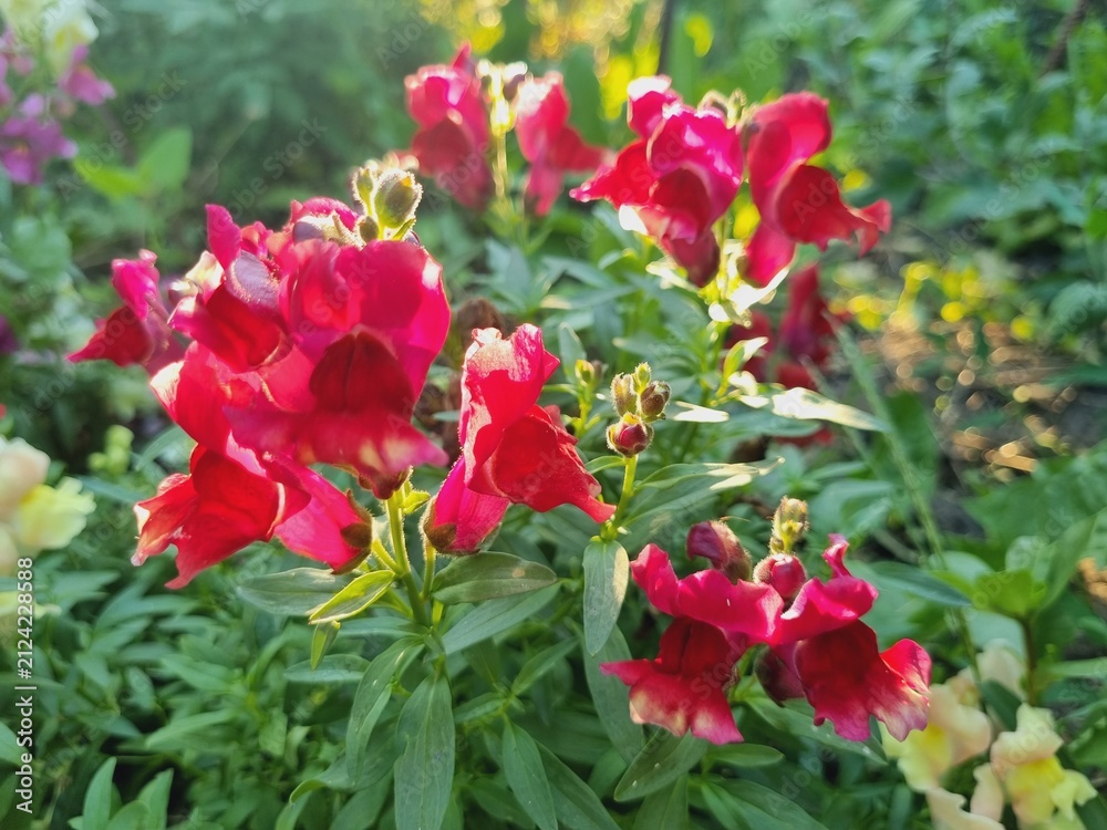 Obraz premium brightly colored blooming snapdragon flowers Antirrhinum