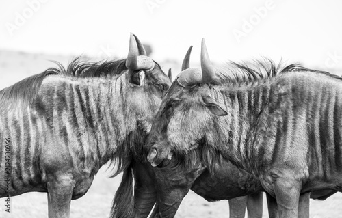 Obraz na płótnie Beautiful Blue Wildebeest huddled together soaking up the African sun