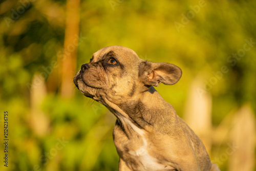 Curious fawn French Bulldog puppy looks up in warm evening sunlight. Small flat-faced dog breeds like Pug, Boston Terrier, and English Bulldog are affectionate pets.