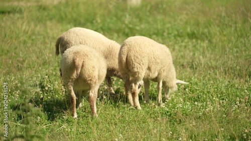 A group of sheep are grazing in a field next to a farm.