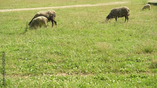 A group of sheep are grazing in a field next to a farm.