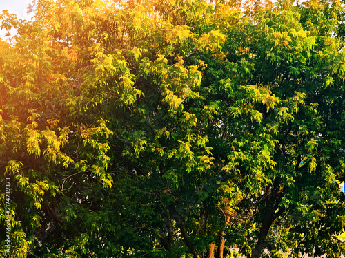 Colorful august tree crown illustration