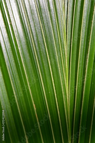 Palm leaf background