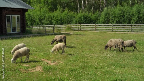 A group of sheep are grazing in a field next to a farm.