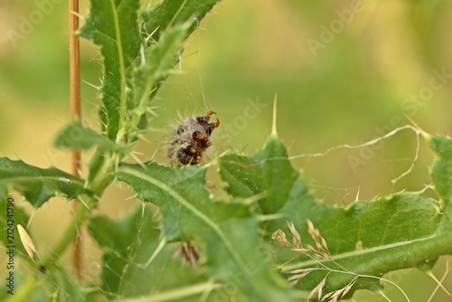 Erwachsene Raupe des Distelfalters (Vanessa cardui) auf Kratzdistel