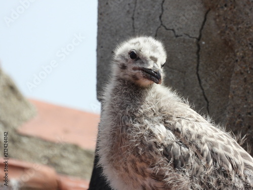 photo of little seagull chicks