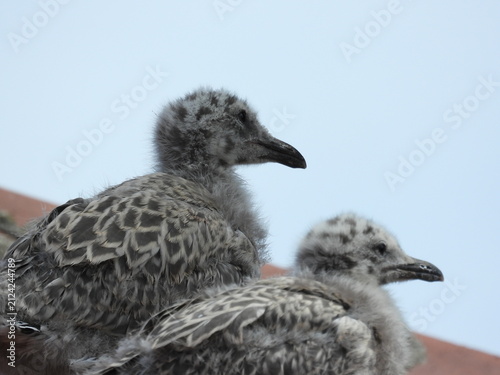 photo of little seagull chicks