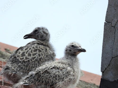 photo of little seagull chicks