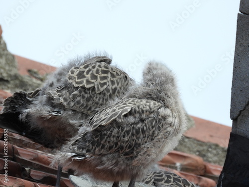 photo of little seagull chicks