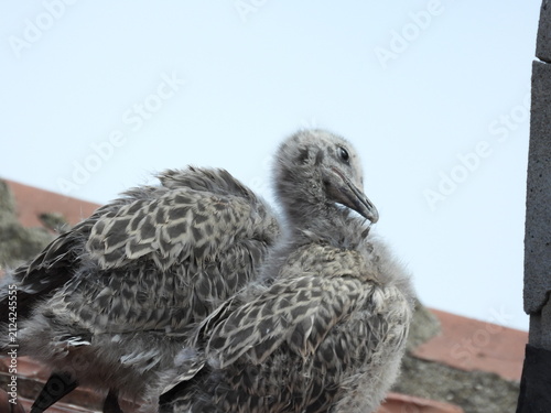 photo of little seagull chicks