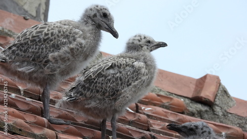 photo of little seagull chicks