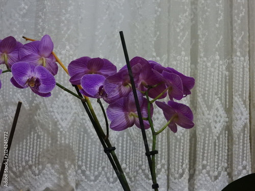 macro photograph of pink orchid flower	
