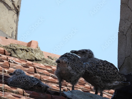 photo of little seagull chicks
