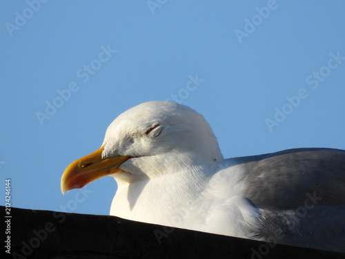 natural white seagull photo on the roof