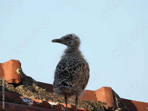photo of little seagull chicks