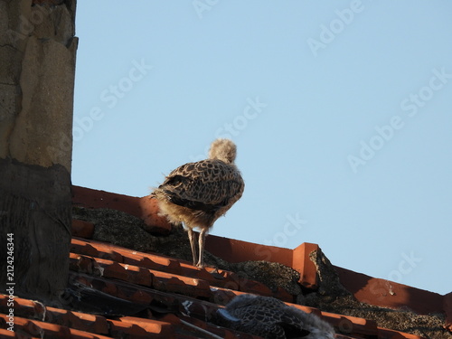 photo of little seagull chicks