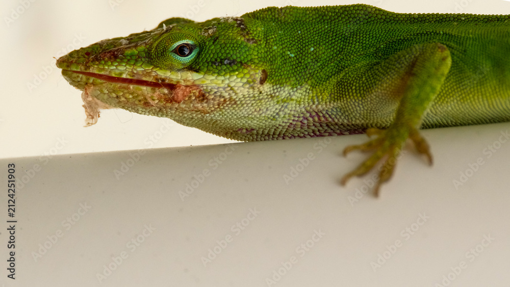 Fototapeta premium Close-up of Green Anole lizard with patches of shedding skin on its face
