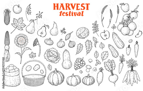 Harvest Festival big set of autumn vegetables, fruits, leaves, and farming elements. Hand drawn vintage engraving style vector illustration.