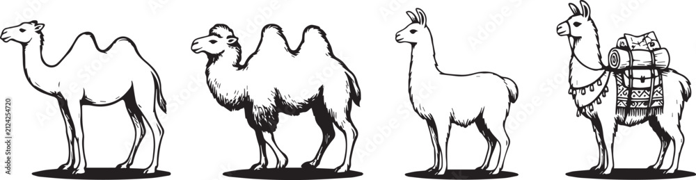 Obraz premium Illustrations of camels and llamas standing with transparent background for various creative projects