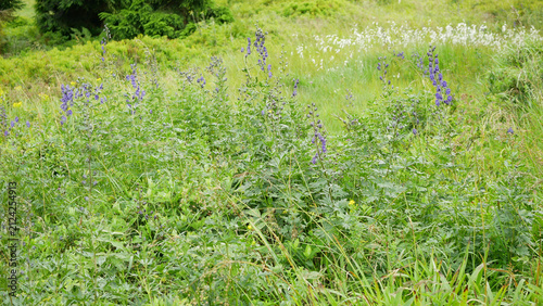 Fotografía Meadow mountain Aconitum napellus monkshood Eriophorum vaginatum sheathed cotton