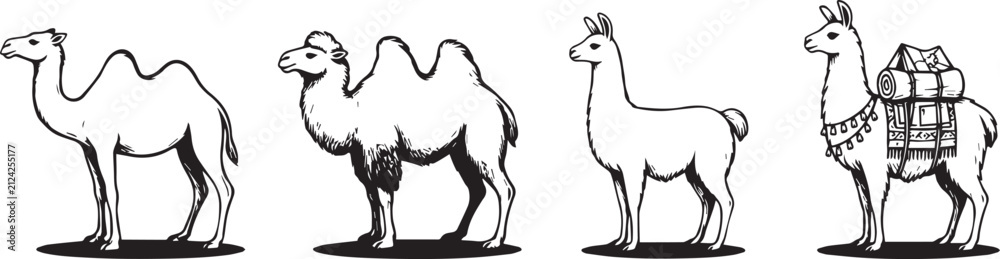 Obraz premium Illustrations of Four Different Camelid Animals with Pack Saddle on One Camel for Educational and Design Use