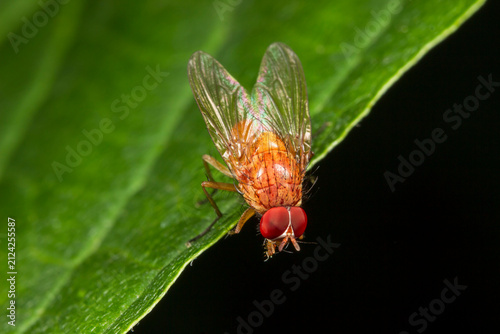 Fotografie Red-eyed Fruit Fly on Leaf, Drosophila Melanogaster Macro Shot