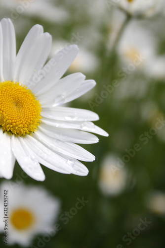 Foto A delicate white daisy glistens with morning dew under soft natural light