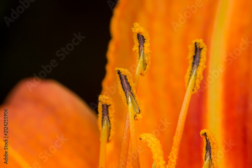 Obraz na plátně Orange Daylily Stamens with Pollen, Hemerocallis Fulva Macro Detail