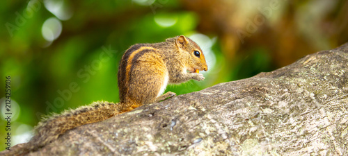 Canvas Print Chipmunk against the backdrop of tropical nature