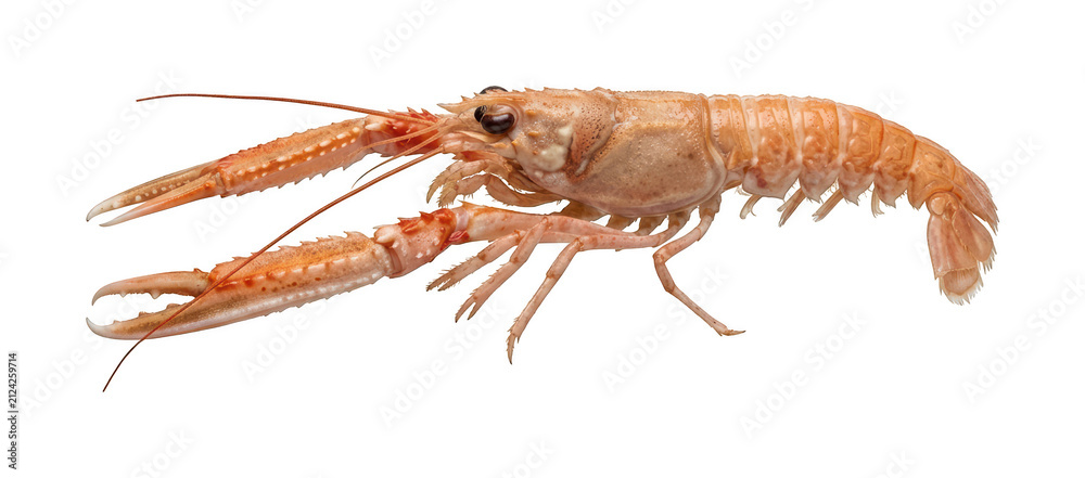Fototapeta premium Fresh langoustine png Raw norway lobster cutout Whole dublin bay prawn png Gourmet scampi cutout Seafood langoustine png Vibrant norway isolated transparent background image