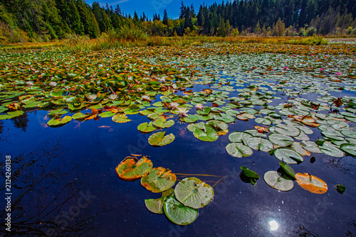 Quadro su tela water lilies in the pond