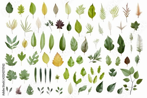 Different types of green leaves showcasing botanical plant variety on white