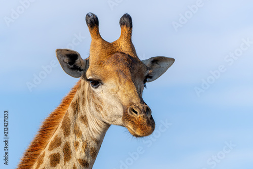 Photography Portrait of a South African Giraffe (Giraffa giraffa giraffa) or Cape giraffe in