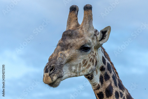 Photography Portrait of a South African Giraffe (Giraffa giraffa giraffa) or Cape giraffe in