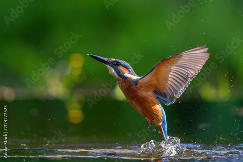 Obraz na plátne Common Kingfisher (Alcedo atthis) flying and diving for fish in the forest in th