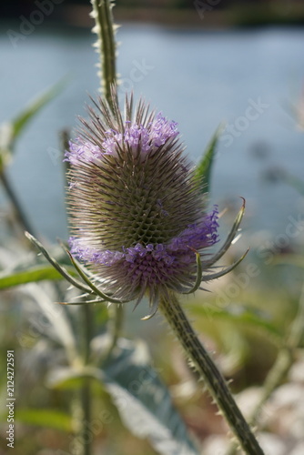 teasel plant growing near river. spikey thistle type plant