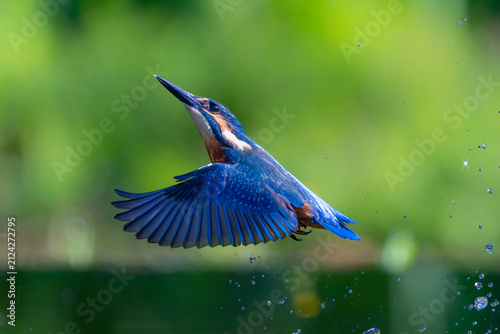 Quadro su tela Common Kingfisher (Alcedo atthis) flying and diving for fish in the forest in th