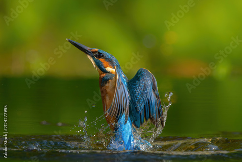 Obraz na plátne Common Kingfisher (Alcedo atthis) flying and diving for fish in the forest in th