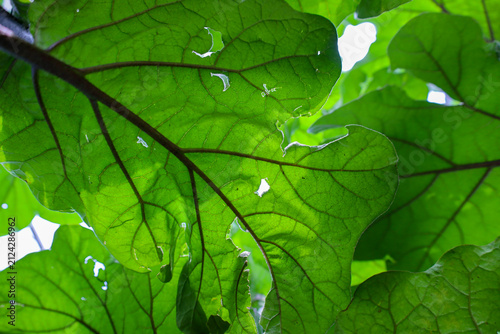 Fotografie Large green plant leaves are illuminated by sunlight, displaying a clear vein structure and minor insect damage