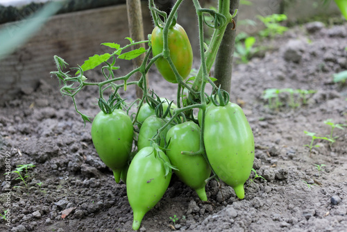 Fotografie A cluster of elongated green unripe tomatoes hangs low on a vine near the soil in a greenhouse