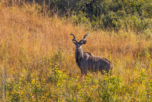 Foto A majestic Kudu Bull in the long golden grass of Mlilwane Wildlife Sanctuary in Eswatini