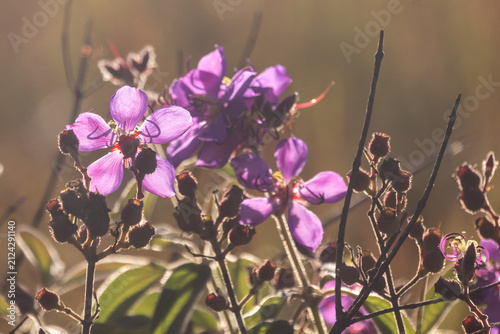 The beautiful purple-colored flowers of a pink wild tibouchina (Argyrella canescens), seemingly transparent by the golden morning sun.