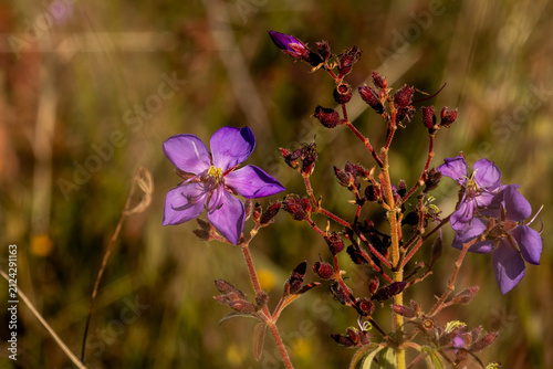 Focus on the star-shaped, purple-coloured flowers of apink wild tibouchina, Argyrella canescens, almost finished blooming at the endof autumn in Mlilwane wildlife Sanctuary of Eswatini