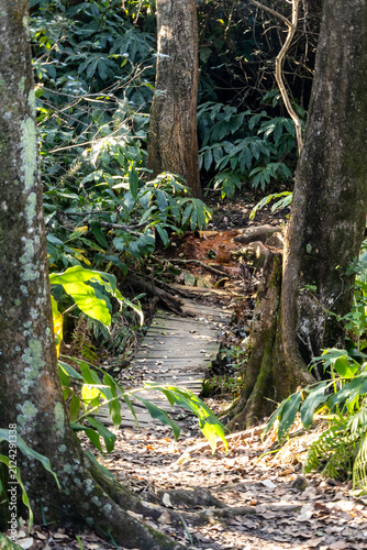 Hidden trail with a small wooden bridge among the tall trees and lush jungle vegetation in Mlilwane Wildlife Sanctuary, Estwatini